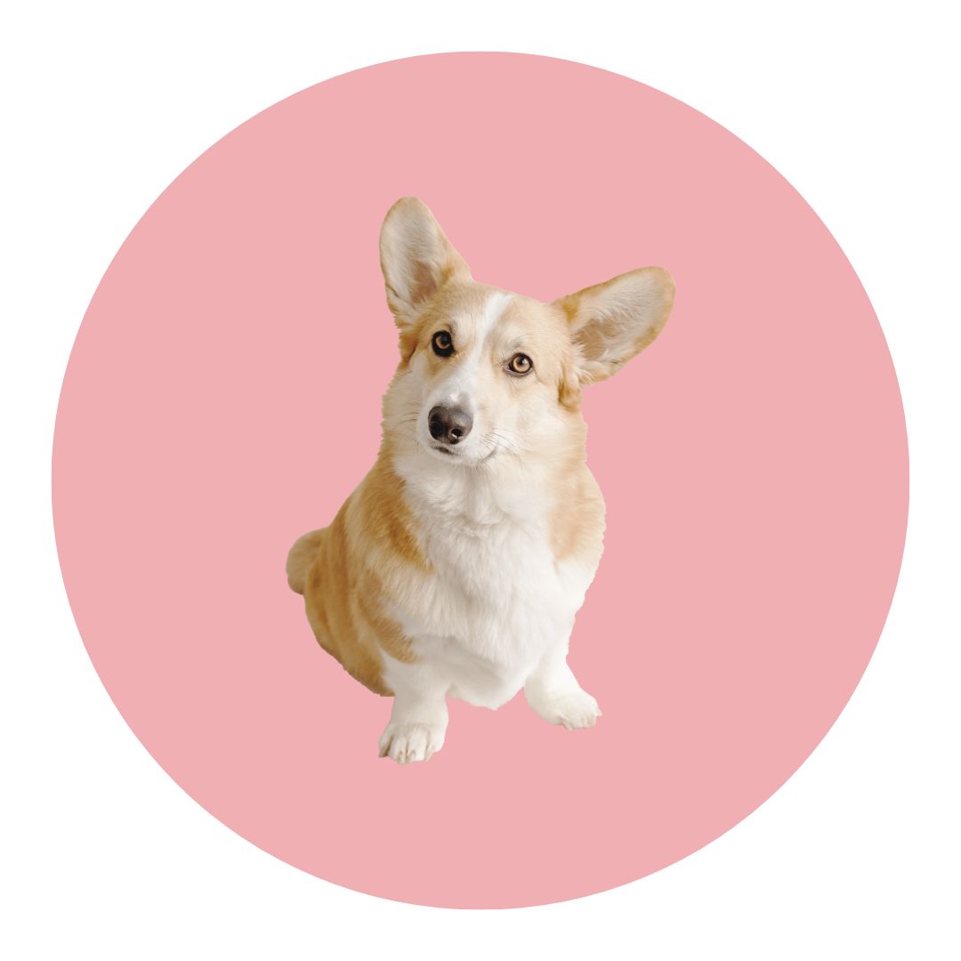 Picto dog friendly Picto dog friendly